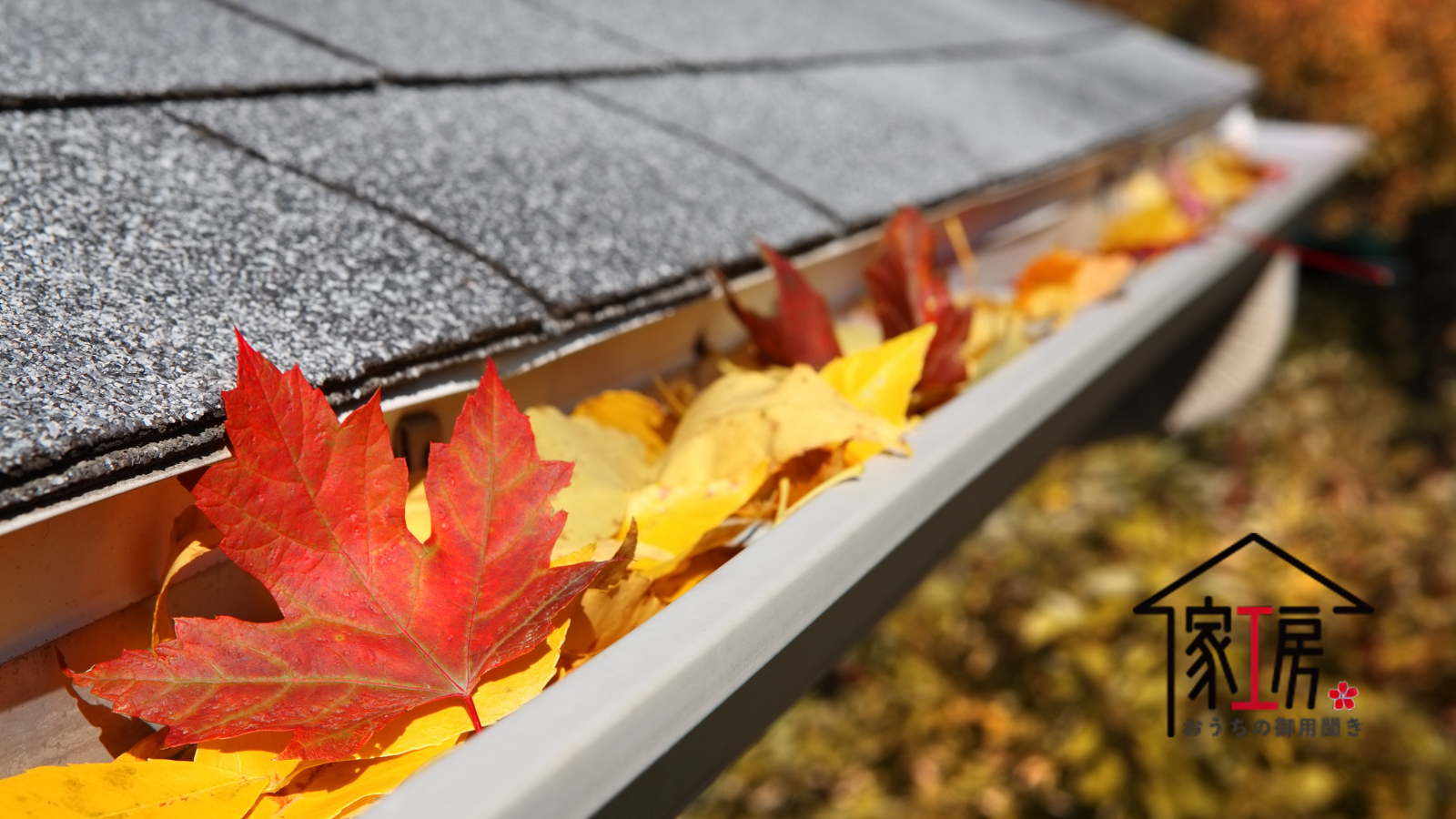 雨樋の落ち葉